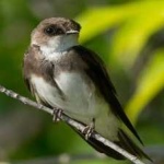 image of bird