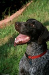 german_shorthaired