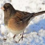 image of bird
