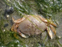 image of dungeness_crab