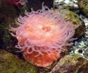 image of sea_anemone