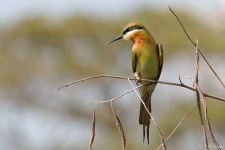 image of bee_eater #12