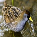 image of bird