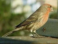 image of house_finch #2