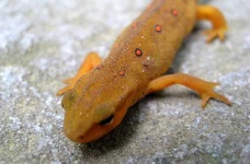 image of eft