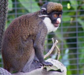 image of guenon