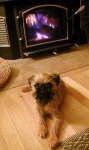 image of brabancon_griffon
