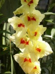 image of flower