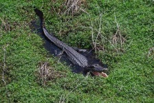 image of american_alligator