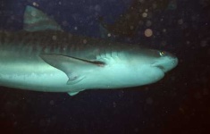 image of tiger_shark