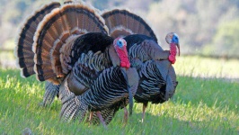 image of animal