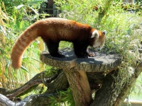 image of animal