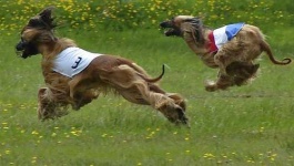 image of afghan_hound #31