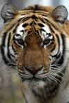 image of tiger