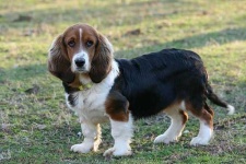 image of animal