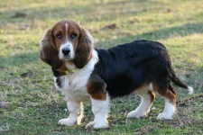 image of basset_hound #27