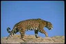 image of animal