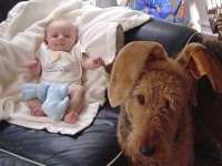 image of airedale