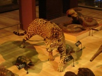 image of jaguar_car