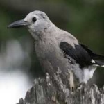 image of bird