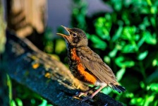 image of robin