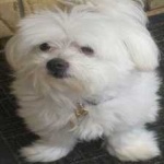 image of animal