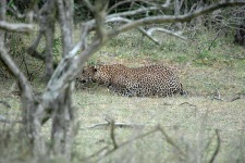 image of jaguar_car
