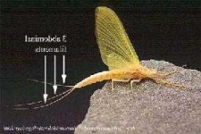 image of mayfly