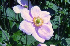 image of flower