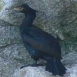 image of bird