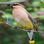 image of bird