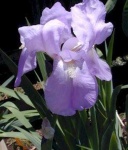 image of bearded_iris #33