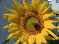 image of sunflower #30