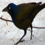 image of bird