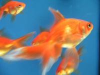 image of goldfish