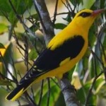 image of bird
