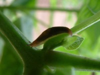 image of slug