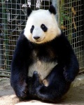 image of giant_panda