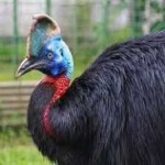 image of bird