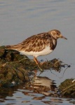 image of ruddy_turnstone