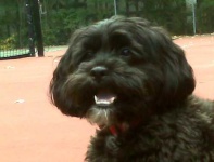 image of animal