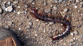 image of centipede