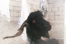 image of animal