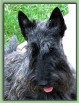 image of animal