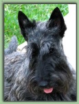 image of scottish_terrier #20