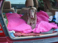 image of weimaraner #26