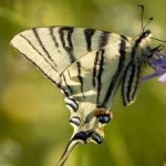image of animal