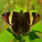 image of banded_butterfly #158