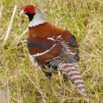 image of bird