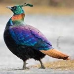 image of bird